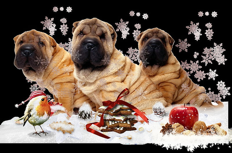 Xmas Dogs, sharpei, christmas, xmas, dogs, HD wallpaper