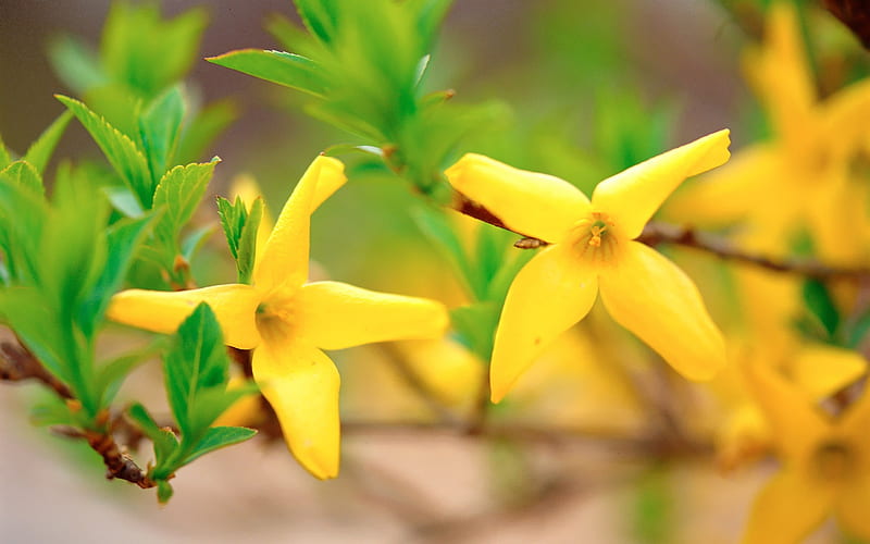 Small Yellow Flowers Wild Flower graphy, HD wallpaper