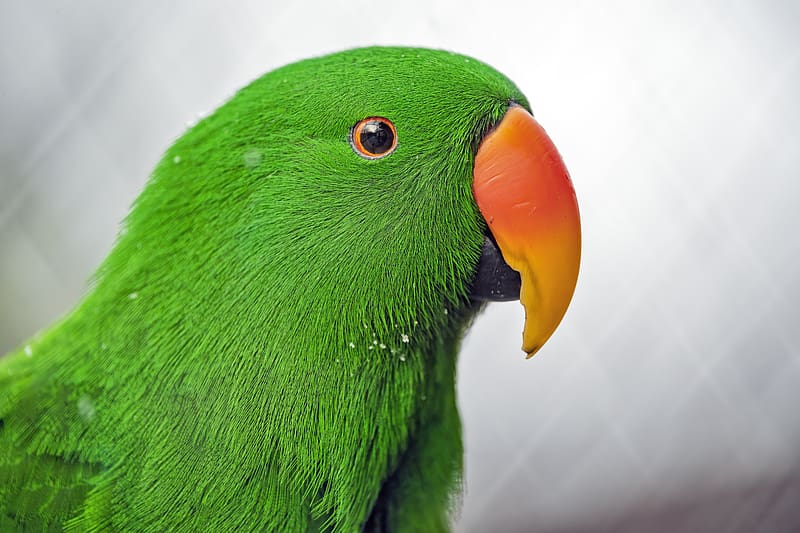 eclectus, parrot, beak, green, HD wallpaper