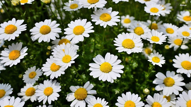 Beautiful Camomiles, daisies, white flowers, flower fields, camomiles, flowers, nature, white, HD wallpaper