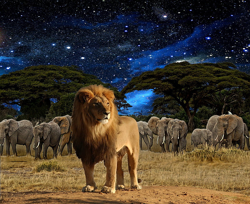 Elephants- Savannah, Lion, Elephants, Night, Savannah, HD wallpaper | Peakpx