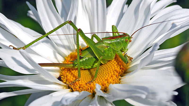 Animal, Grasshopper, Chamomile, Flower, Insect, Macro, HD wallpaper