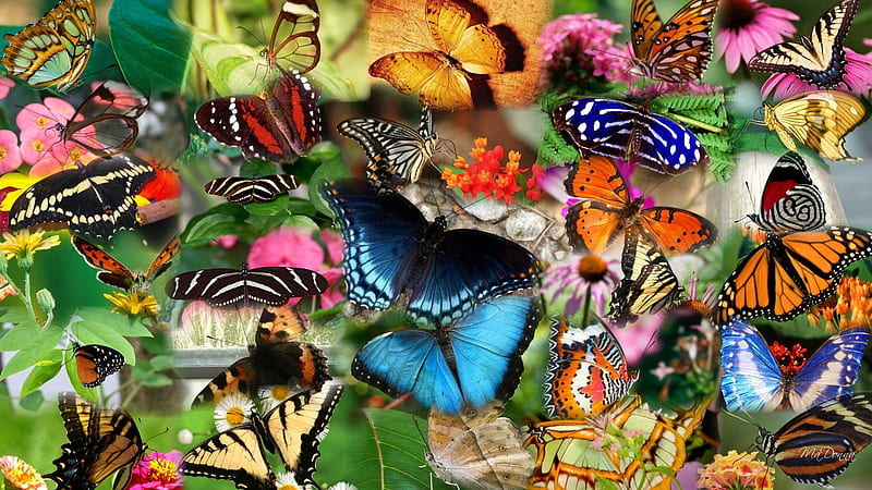 Colorful Butterflies, colorful, butterflies, insects, animal, many, HD wallpaper