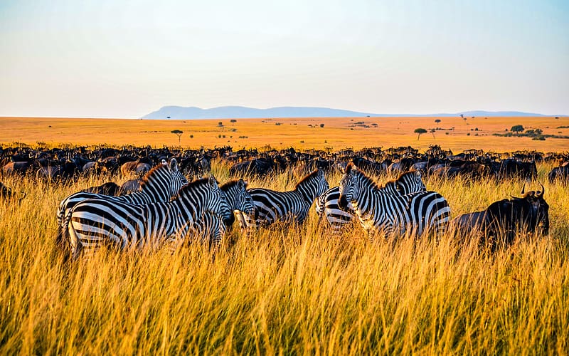 Grassland Zebra Masai Mara Reserve Kenya Africa, HD wallpaper