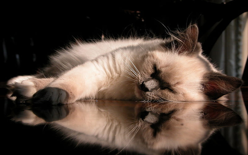 Sleepy Cat, balinese breed beautiful, adorable, animal, sweet reflection, sleepy, animals, rest, lovely, kitty, cat, cat face, cute, pet, paws, feline, cats, kitten, HD wallpaper