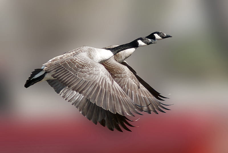 Canadian Geese, geese, in flight, nature, canadian, HD wallpaper