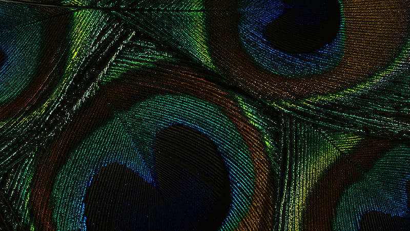 Colorful Feather Digital, Greenish Blue Soft Fractal Soft, HD wallpaper