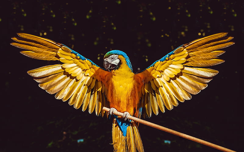 Macaw, jungle, branch, parrots, open wings, colorful parrots, Ara, HD wallpaper