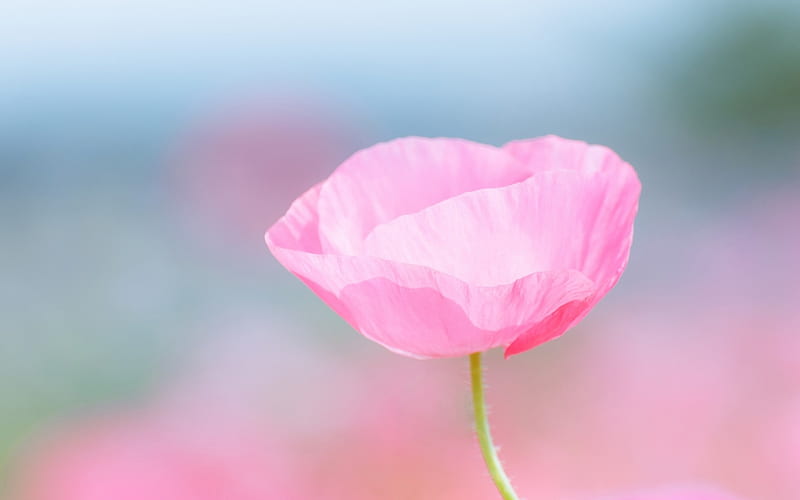 pink petals-Flowers s, HD wallpaper