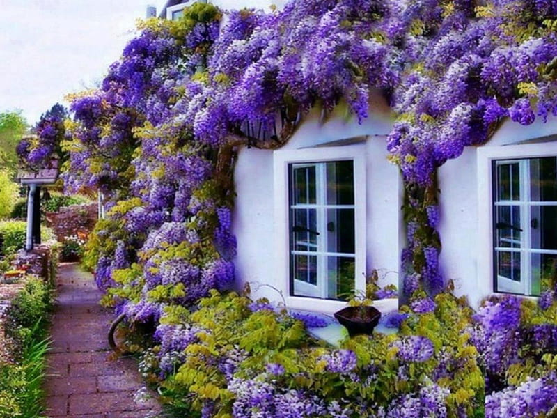 Floral house architecture, colorful, houses, bonito, floral, windows, graphy, green, purple, coloured, flowers, beauty, HD wallpaper
