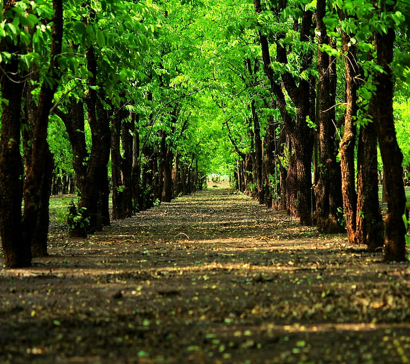 green way, beauty, cool, landscape, lovely, nature, nice, path, road, HD wallpaper