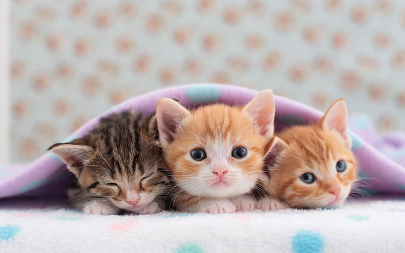 small kittens, trio, cute animals, pets, ginger kitten, little cats, HD wallpaper
