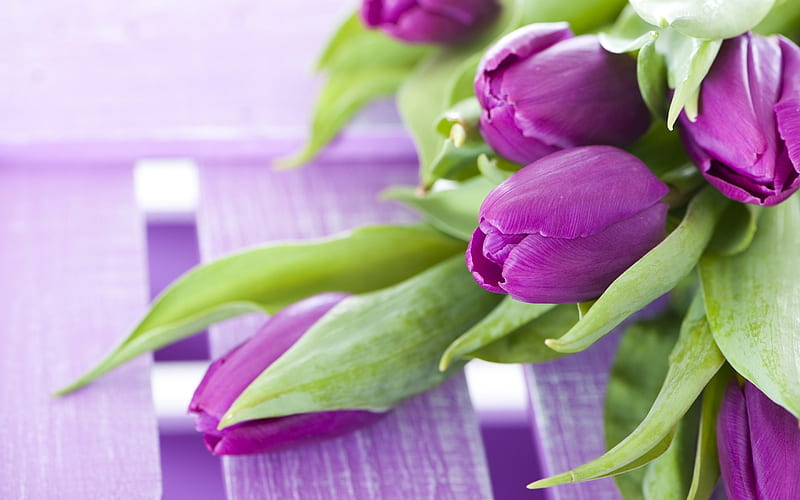 Purple tulips bouquet, purple tulips, still life, flowers, bouquet, HD