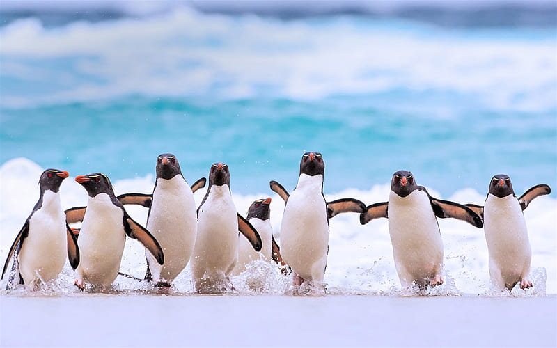 Southern rockhopper penguin, flock of penguins, wildlife, wild animals, penguins, New Island, Falkland Islands, Pacific, HD wallpaper