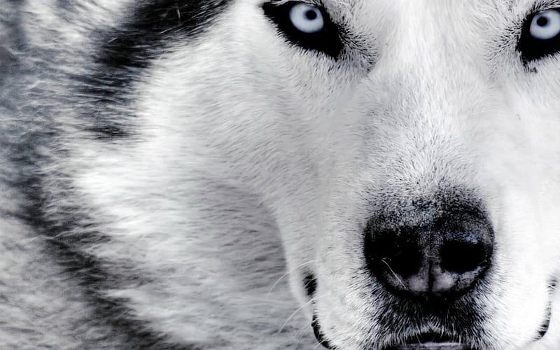 White wolf, face, wolf, white, dog, HD wallpaper | Peakpx