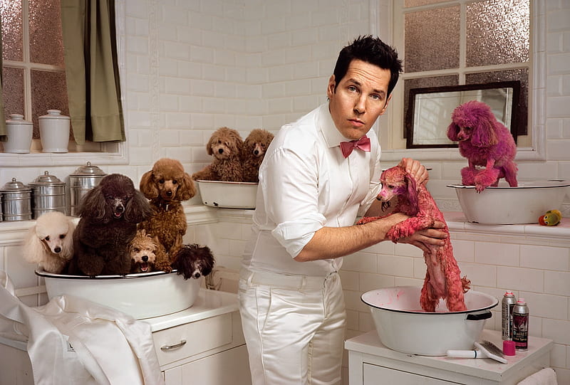Paul Rudd, caine, funny, pink, actor, animal, dog, bath, man, puddle, white, HD wallpaper