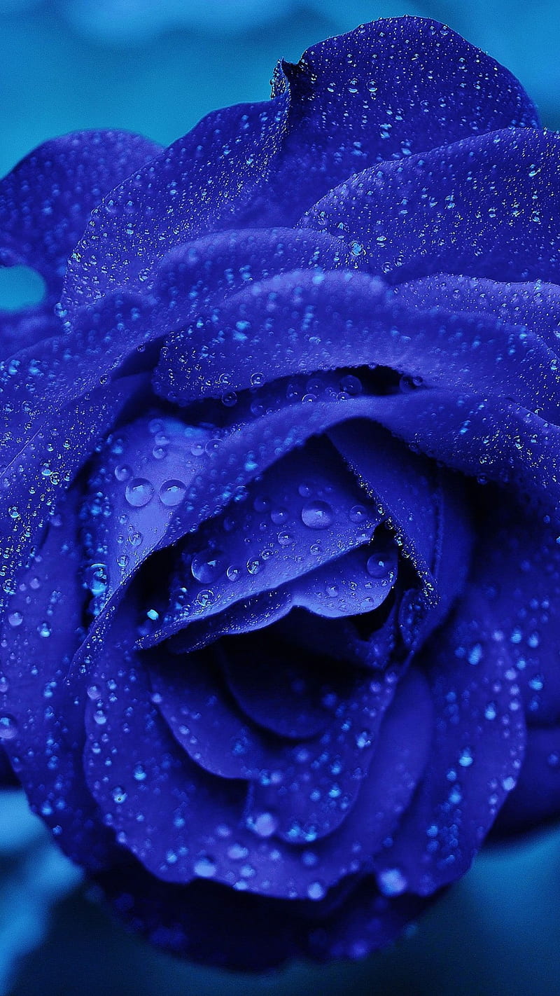 Blue Rose , flower, dew, HD phone wallpaper