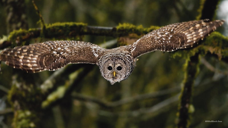 Owl Flying, Barred Owl, HD wallpaper