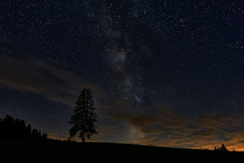 spruce, night, tree, stars, starry sky, HD wallpaper