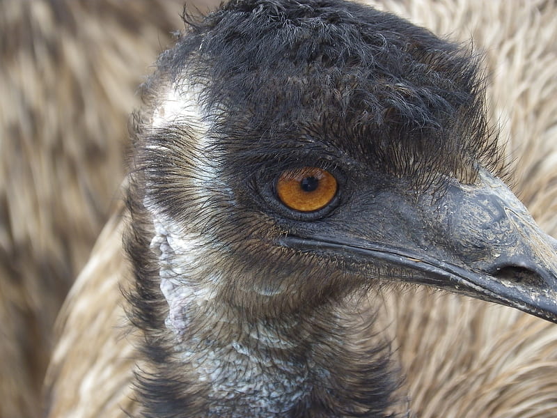 Emu, australia, flightless, bird, HD wallpaper