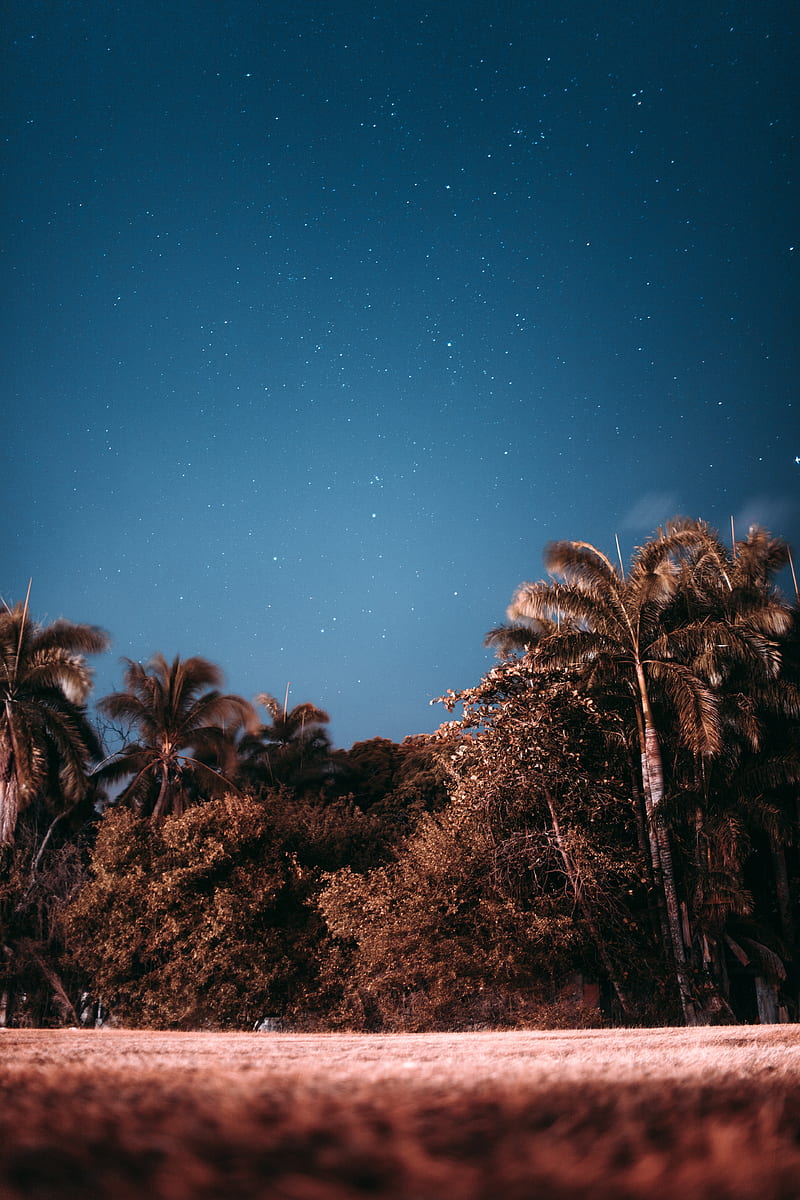 palm trees, sky, stars, evening, HD phone wallpaper
