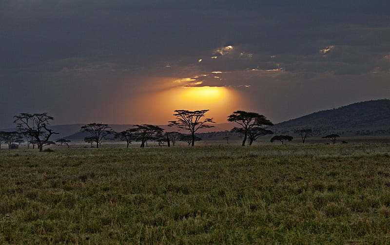 Sunset in Africa, world, kenya, horizon, life, travel, savannah, sunset, africa, wild, landscapes, nature, HD wallpaper