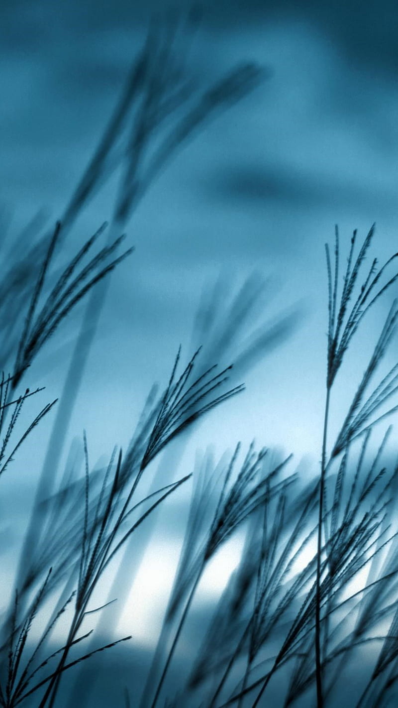 Синяя трава