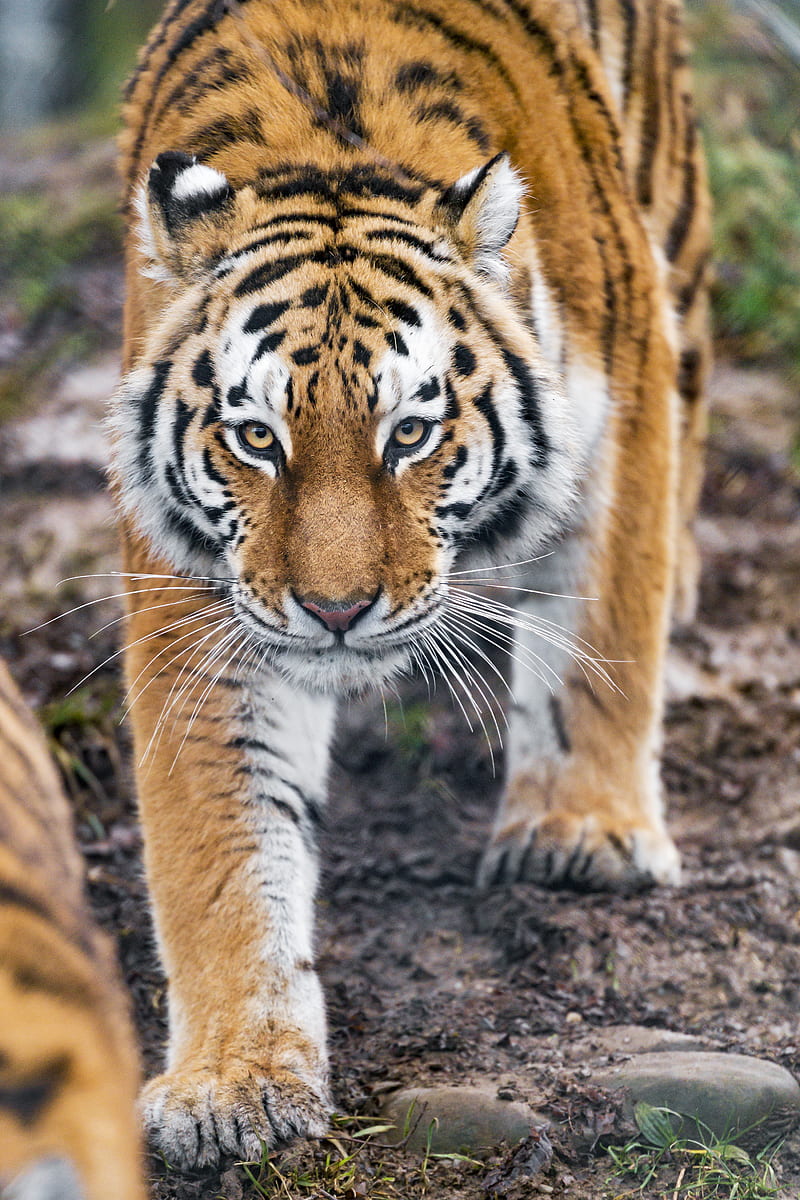 tiger, predator, big cat, animal, glance, HD phone wallpaper