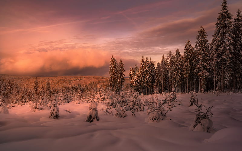 winter landscape, forest, snow, sunset, snow-covered forest, clouds, fog, HD wallpaper