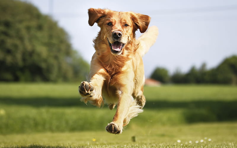 Goldador pets, dogs, running dog, cute animals, Goldador Dog, HD wallpaper