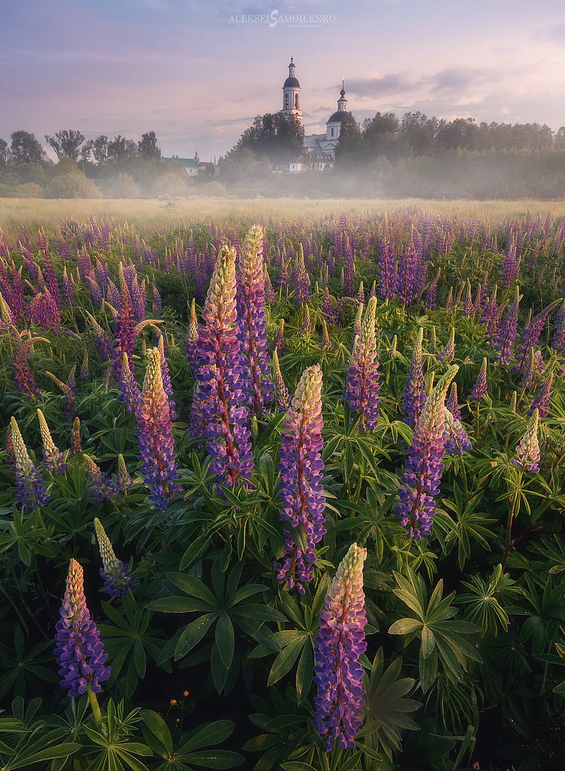 Alex Samoylenko, landscape, lavender, flowers, field, sky, horizon, trees, HD phone wallpaper