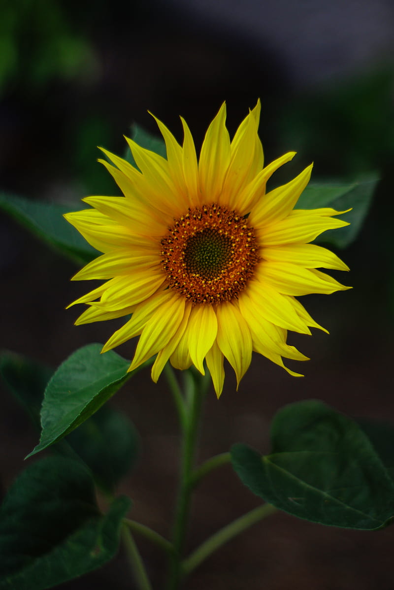 Selective Focus graphy Of Yellow Sunflower, HD phone wallpaper