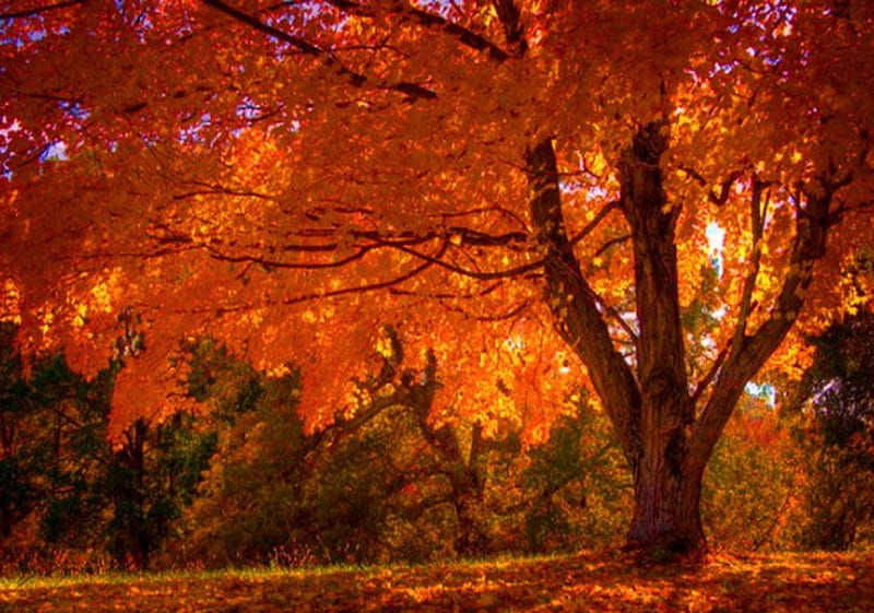Autumn tree, forest, autumn, tree, orange, color, beauty, light, HD wallpaper