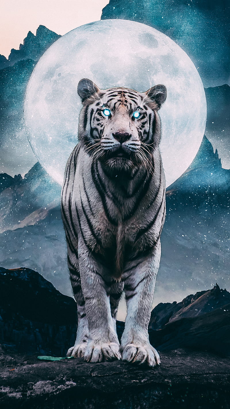 White Tiger, animal, big cat, moon, nature, predator, wild, HD phone wallpaper