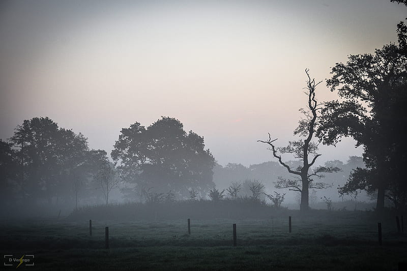 Morning Fog, abandoned, assen, fog, mist, mistig, morning, morningfog, nederland, netherlands, tree, HD wallpaper