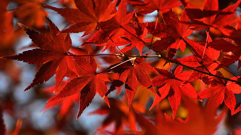 Red Autumn Fall Leaves Maple Tree Branches Autumn, HD wallpaper | Peakpx