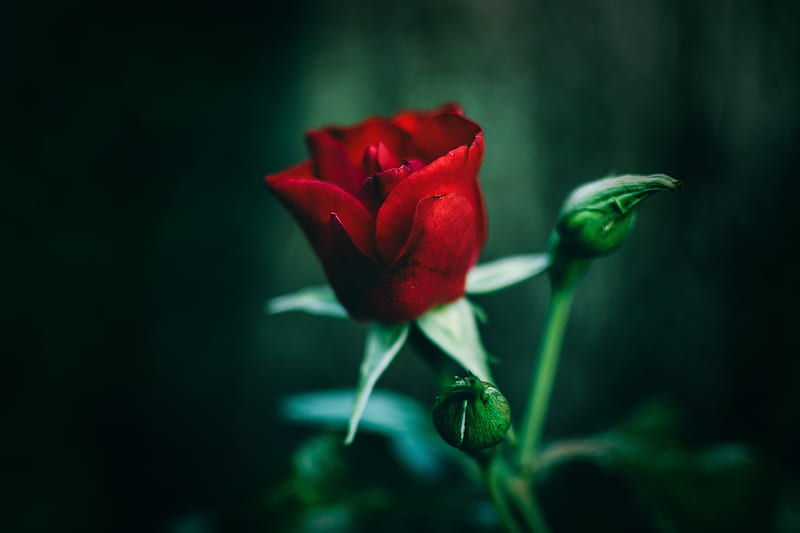 rose, red, flower, closeup, HD wallpaper
