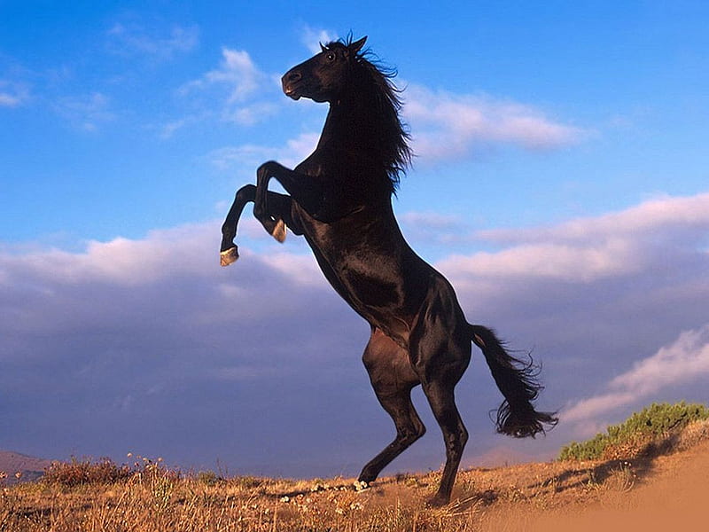 Black Stallion Rearing, stallions, black, rearing, horses, HD wallpaper