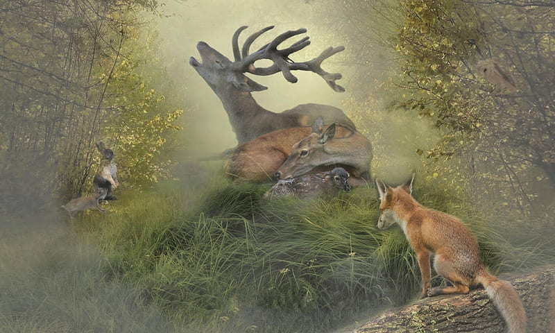 Loving Nature, forest, Green, Fox, misty, Nature, animals, deer, Rabbit, woods, HD wallpaper