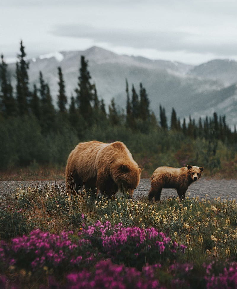 Grizzly Bears, bear, cute, canada, mountain, HD phone wallpaper
