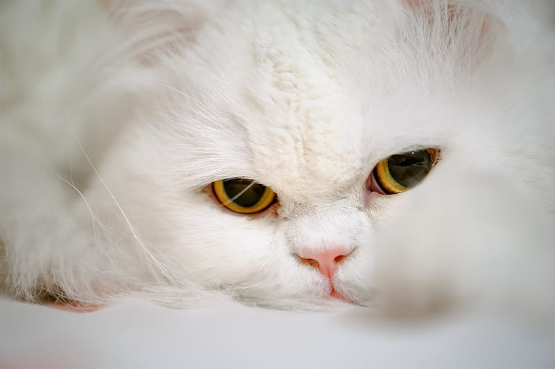 Bad day..., cute, cat, animals, mood, angry, HD wallpaper