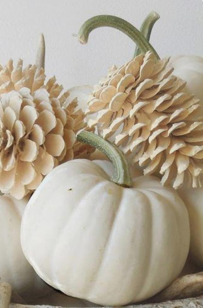 White Pumpkins, pumpkins, fall, halloween favorites, HD phone wallpaper