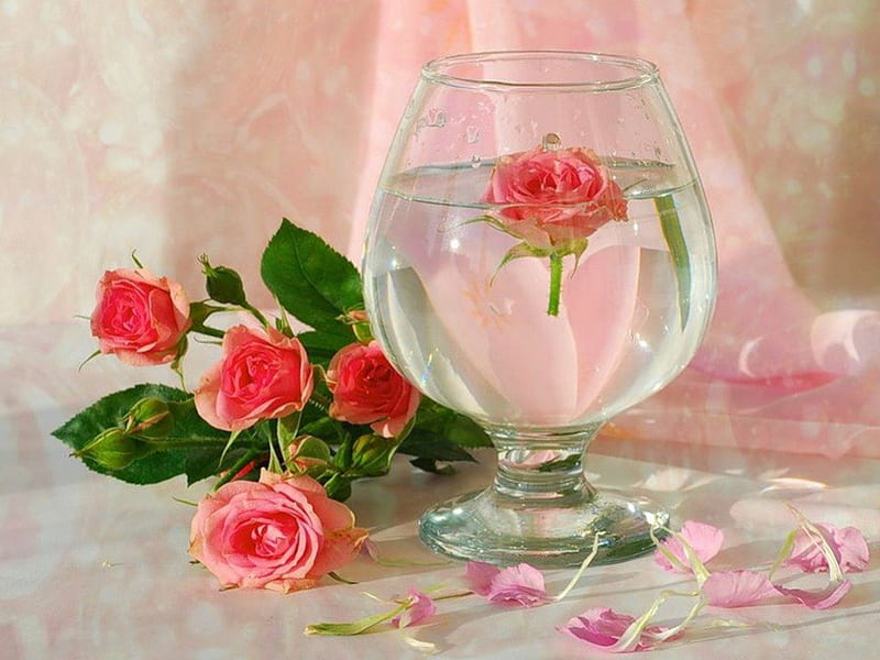 Pink rose in glass, glass, still life, roses, pink, HD wallpaper | Peakpx