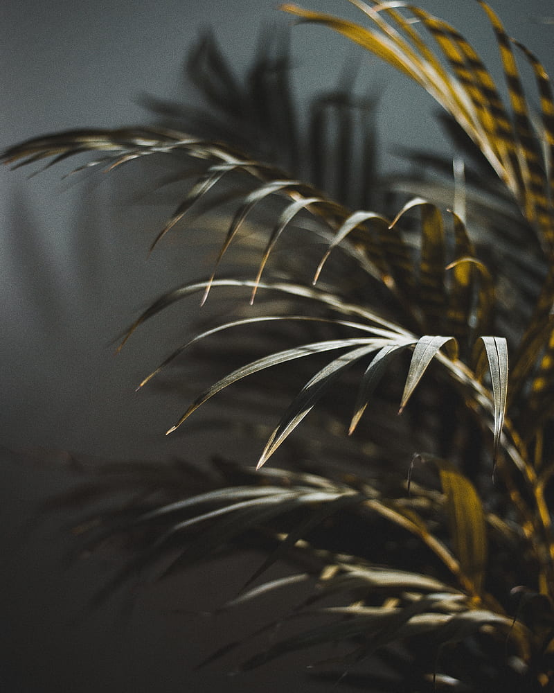 branch, palm, blur, green, HD phone wallpaper