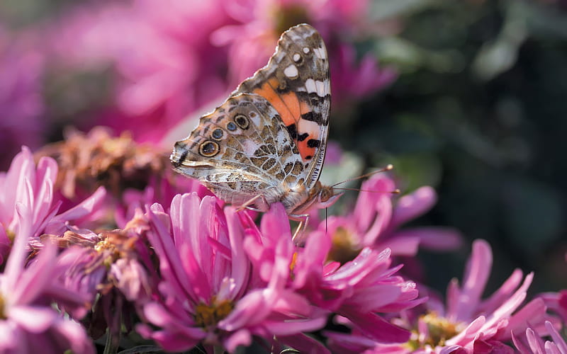 Butterflies and Flowers 01, HD wallpaper