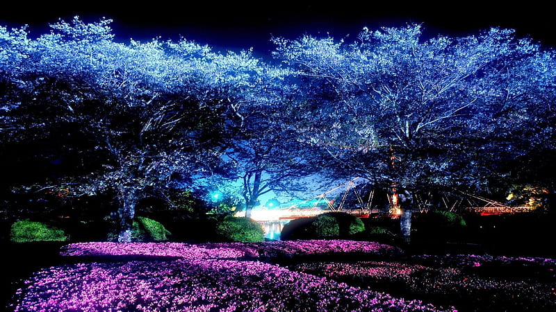 Cherry Blossom Night, Sakura Night, HD wallpaper | Peakpx