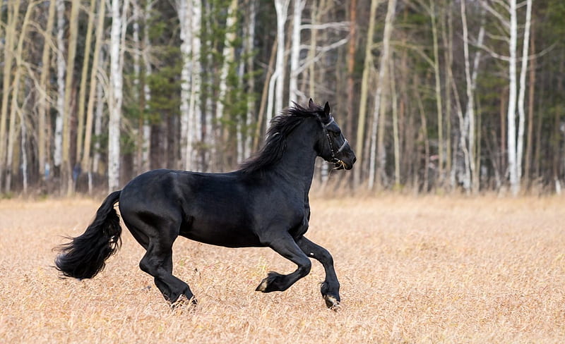 Beautiful and , trees, horse, field, woods, HD wallpaper