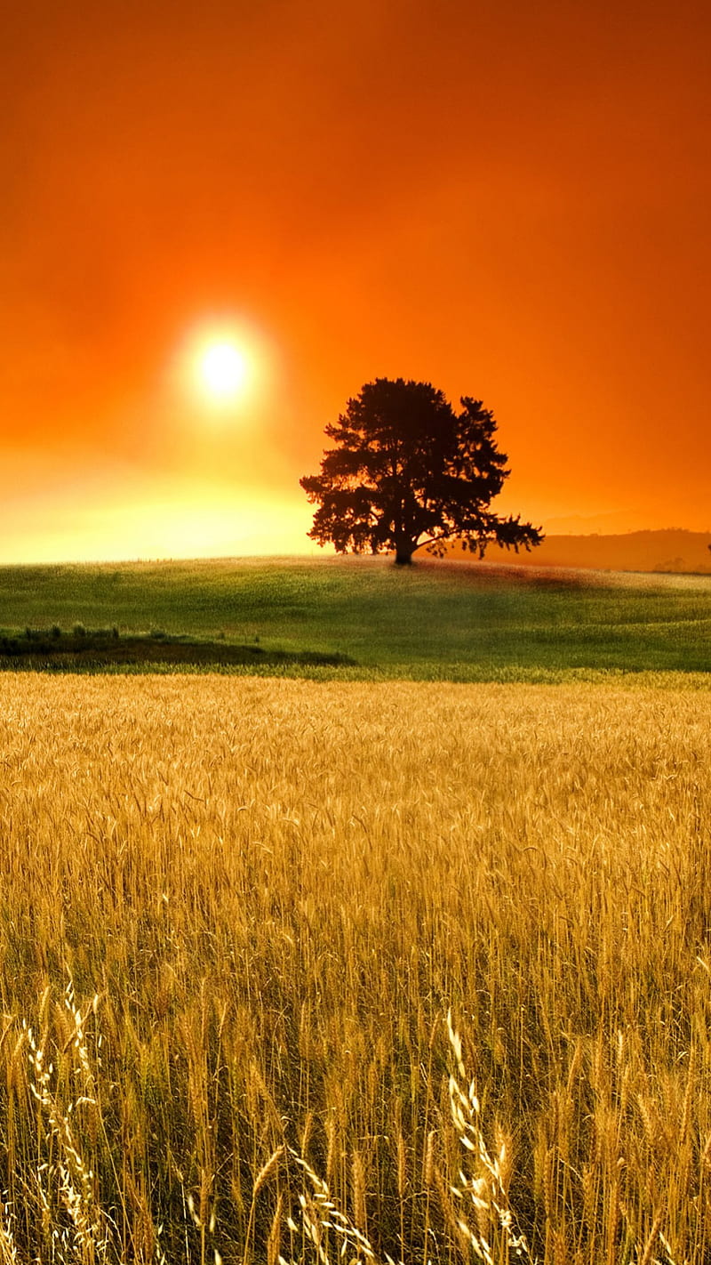 Wheat Field, , hills, nature, scenery, summer, sunset, tree, HD phone  wallpaper | Peakpx