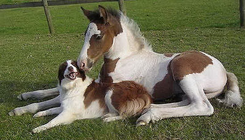Matches & patches, brown, matching, grass, foal, white, horse, dog, friends, HD wallpaper