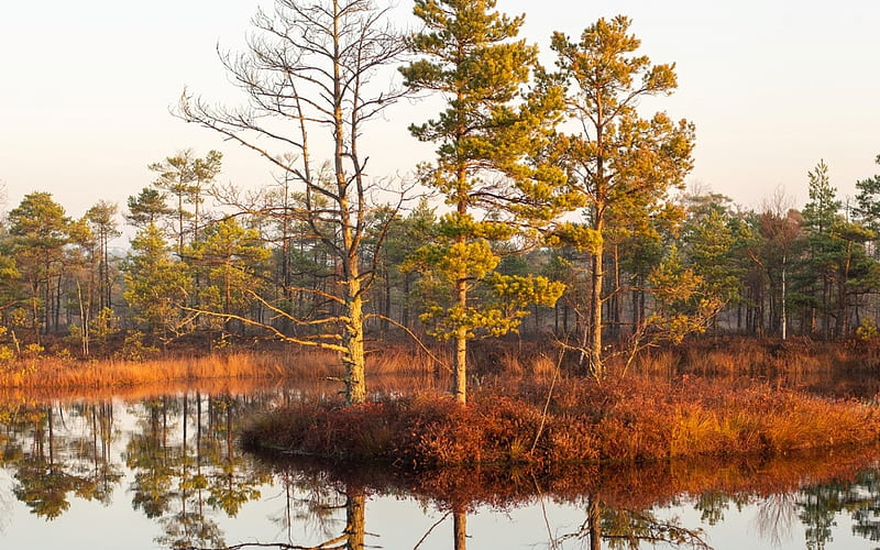Moorland in Latvia, water, moorland, reflection, autumn, Latvia, trees, HD wallpaper